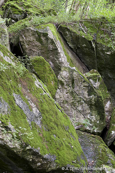 bois et rochers
wood and rocks